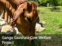 Ganga Gaushala Cow Welfare Project
